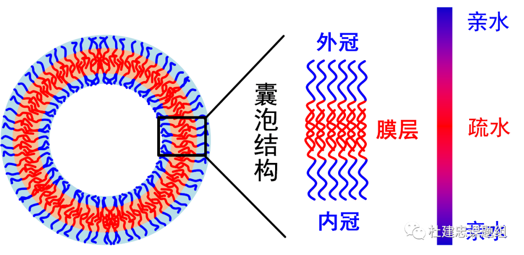 同濟(jì)大學(xué)杜建忠教授課題組Macromolecules封面論文：完全非對(duì)稱冠囊泡的圖3