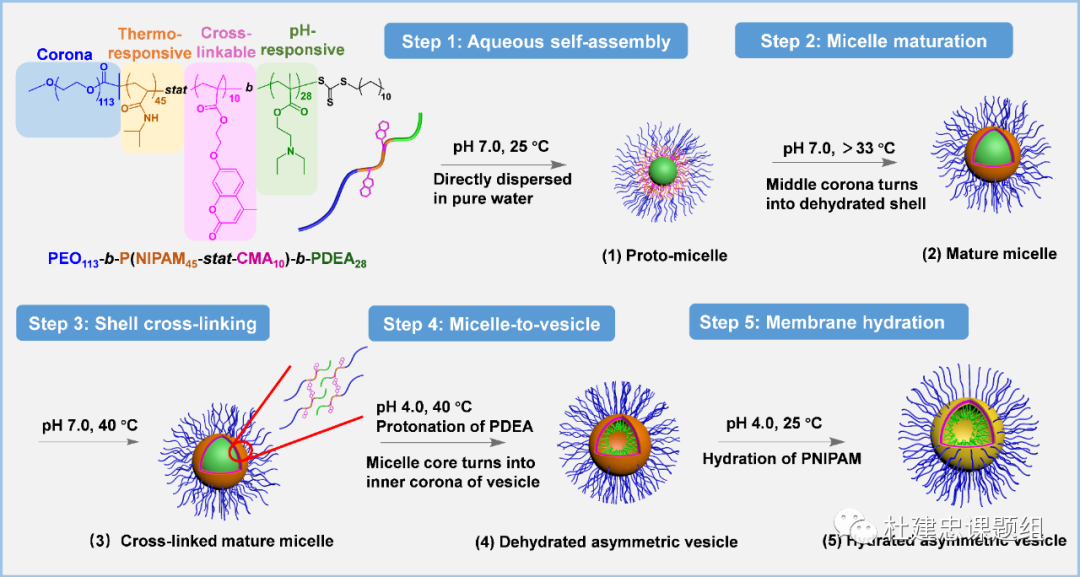 同濟(jì)大學(xué)杜建忠教授課題組Macromolecules封面論文：完全非對(duì)稱冠囊泡的圖4