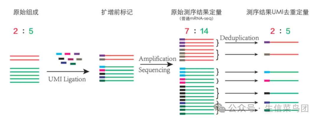 UMI绝对定量示意图