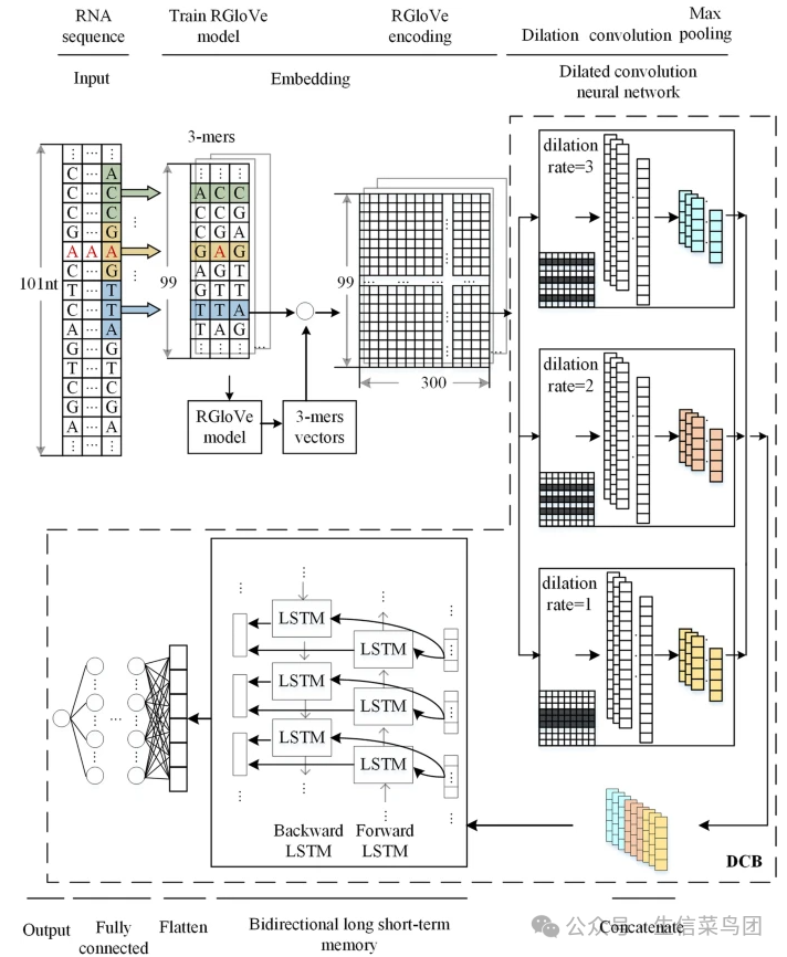 该研究将 DCB 模型与三种编码方法相结合： RNA 词嵌入、 one-hot 编码和 RGloVe ，以创建三个修饰位点预测因子。基于 RGloVe、DCNN 和 BiLSTM 神经网络的计算框架结构来预测甲基化位点。