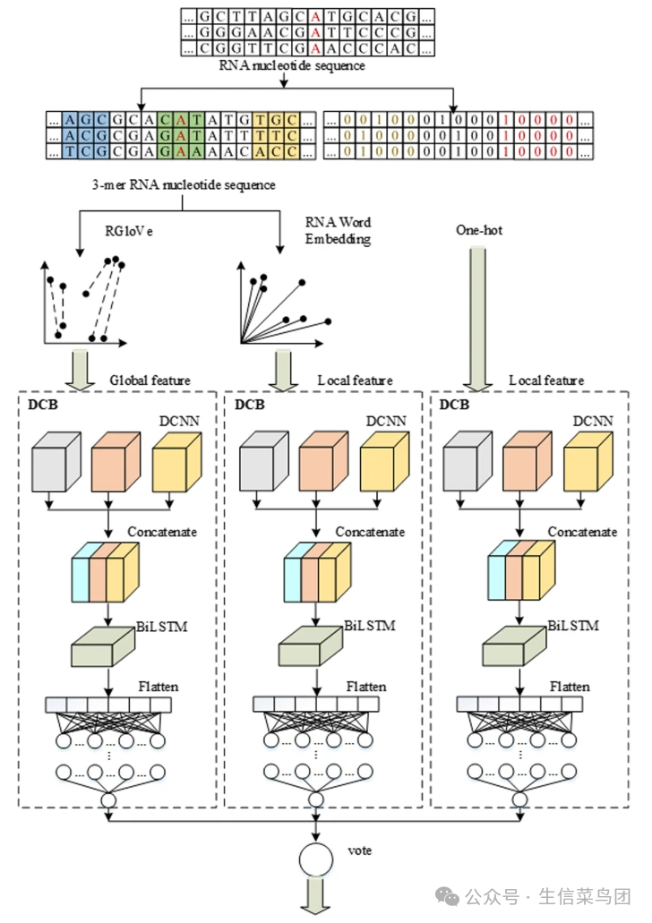 不同的编码技术从各自角度对RNA序列进行建模。RNA 词嵌入与One-hot 编码侧重于提取局部语义信息，而 RGloVe 则通过全局统计特征学习序列的整体语义。因此，不同的编码方式能够在特征提取过程中形成互补效应，从而提升模型的整体预测能力。在 EMDLP 模型中，基于统一的DCB网络结构，分别利用RNA 词嵌入、One-hot 编码和 RGloVe 三种方式构建了三个独立的预测子模型。最终，通过软投票（soft voting）策略对这三个子模型的预测结果进行融合，构建出综合性能更优的EMDLP预测器。模型结构图清晰地展示了该集成框架的整体架构，其中三个不同的深度学习分类器分别对甲基化序列进行预测，最终通过软投票机制共同决定预测结果。