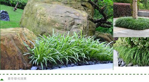 草坪除草剂对人有害吗_草坪除草剂大全_草坪除草剂