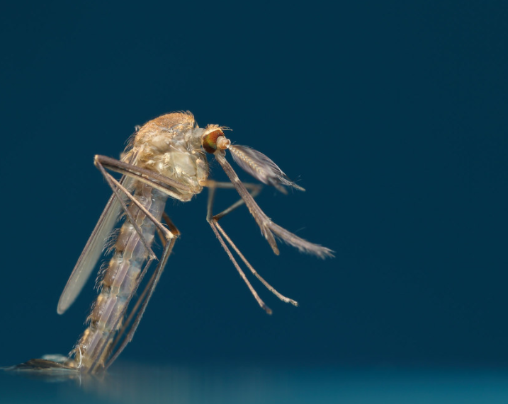 【科普】挠痒预警!为什么秋后蚊子猛如虎?