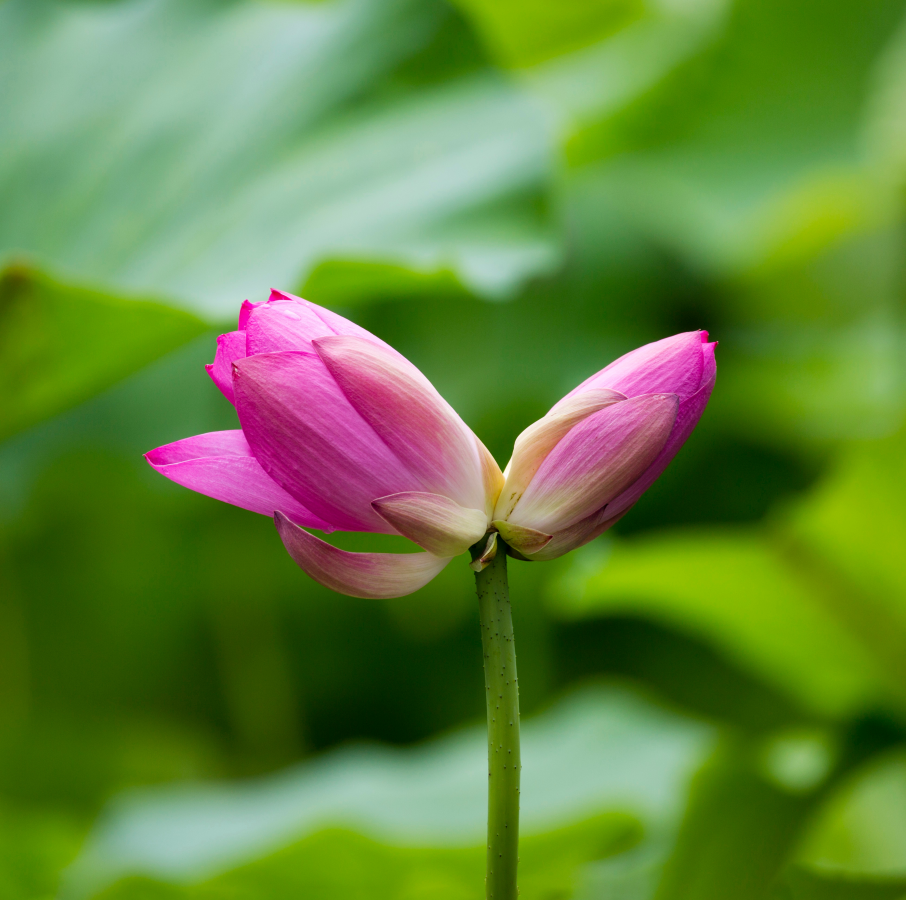 概率十万分之一济南大明湖并蒂莲娇美绽放
