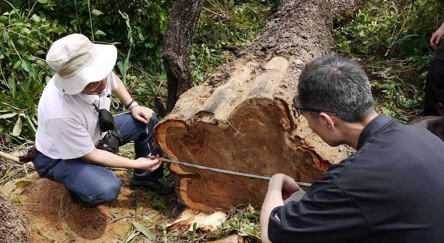 一起来谈"檀"——刺猬紫檀（非洲花梨木）