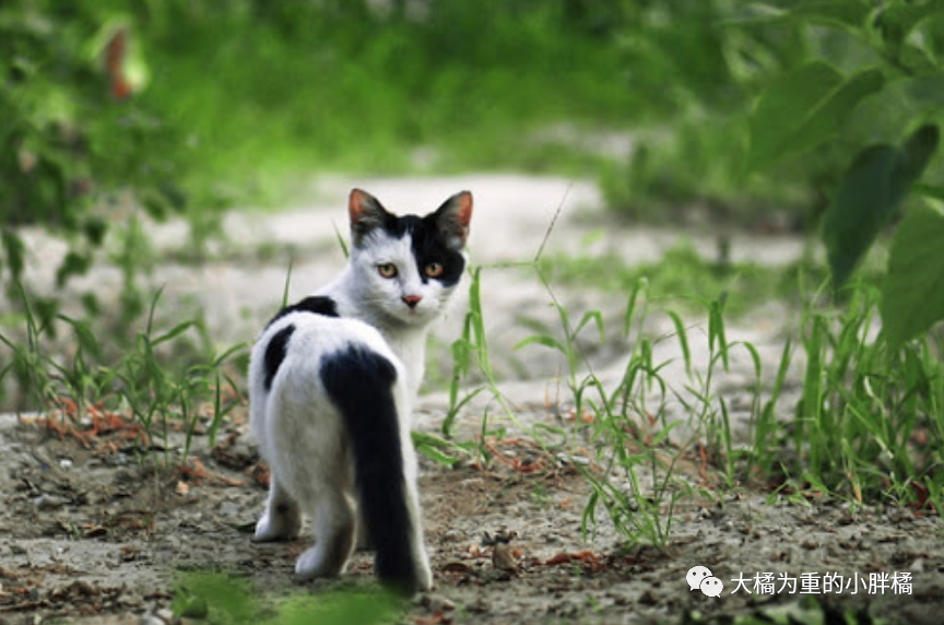 猫咪回头是一种礼貌也是一种警告