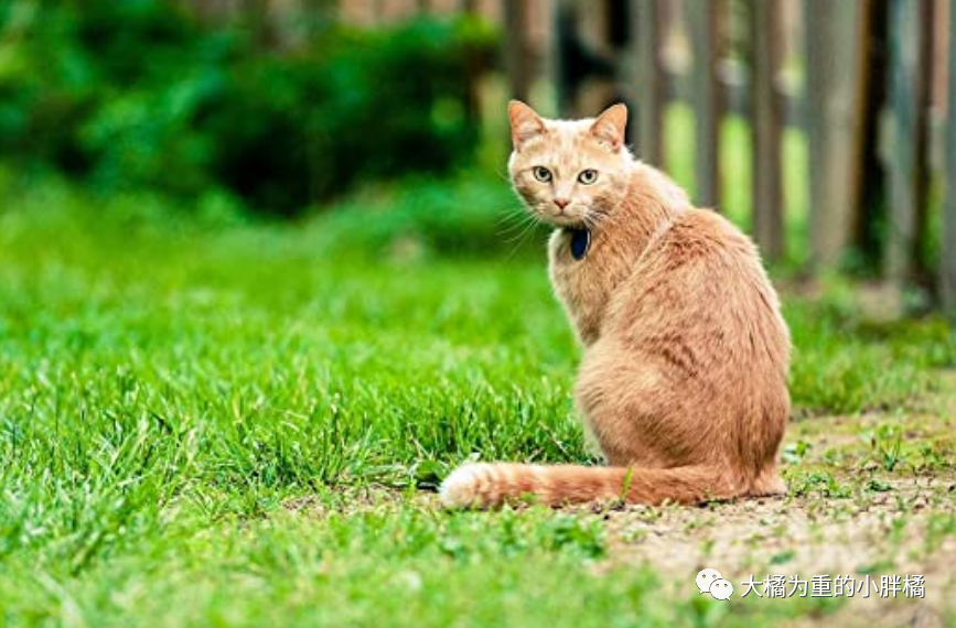 猫咪回头是一种礼貌也是一种警告