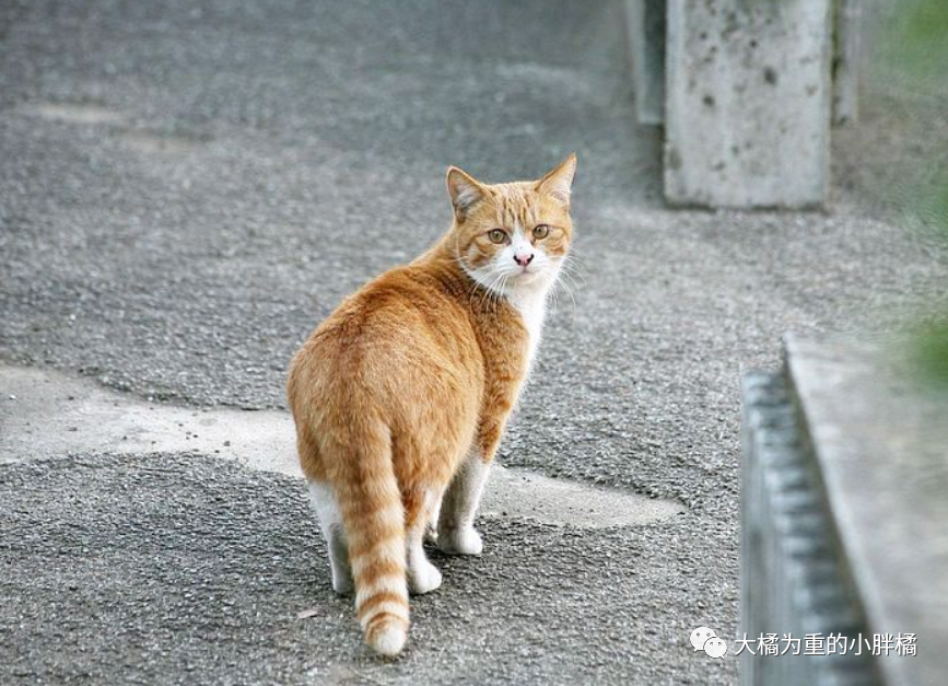 猫咪回头是一种礼貌也是一种警告