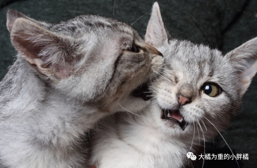 阻止猫咪咬住另一只猫咪脖子的方法