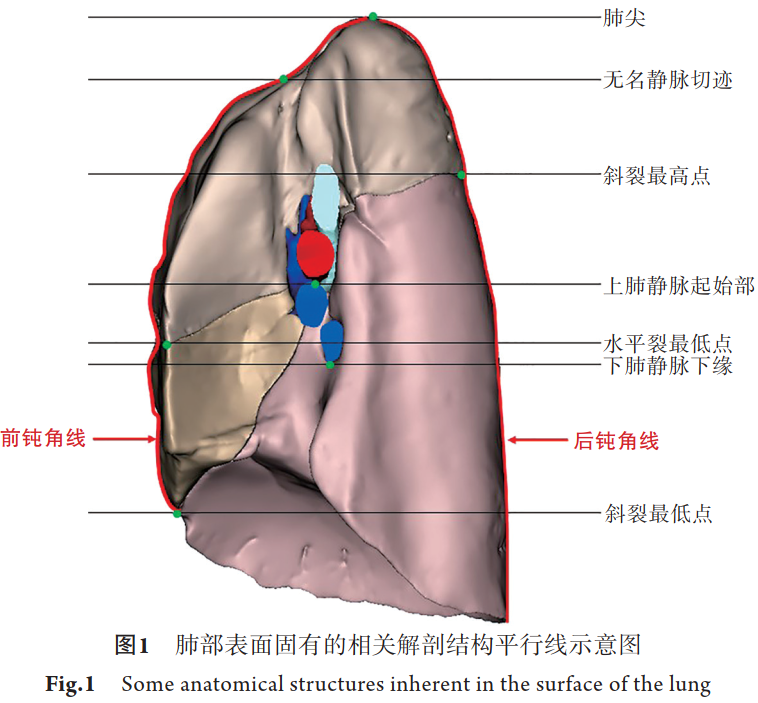 什么是数字肺膨胀肺／萎陷肺的真相：人工气胸下的支气管+肺实质数字模型与三维重建？_https://www.jmylbn.com_新闻资讯_第4张