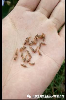 【技术干货】进入十一月,小龙虾的管理要点都在这里.