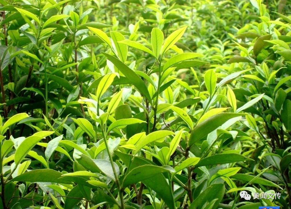 两种目光的相遇一片叶子的行旅闻是茗之老树红茶