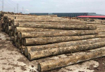 预计未来十年，澳大利亚材对缓解我国原木市场压力具有积极促进作用！
