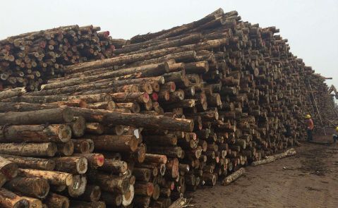 预计未来十年，澳大利亚材对缓解我国原木市场压力具有积极促进作用！
