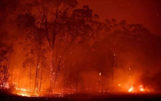 澳洲森林大火烧了4个月，波及木材上市公司