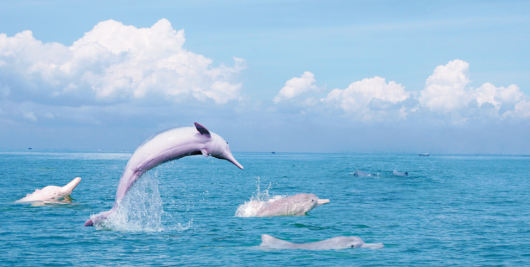 南宁女子半马我来了广西14位友女逐梦南宁