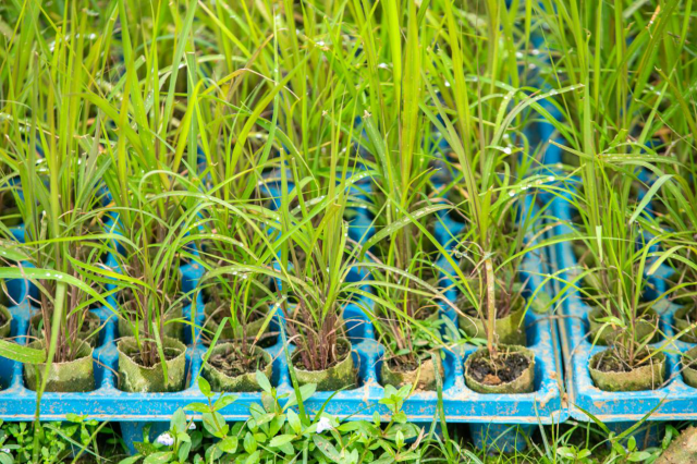 在林宗博的基地里，青皮、黄皮脱毒甘蔗准备出售。