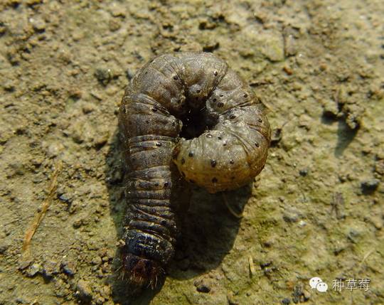 草莓虫害全集 内涵清晰图片 一篇在手 天下我有 种草莓 微信公众号文章阅读 Wemp