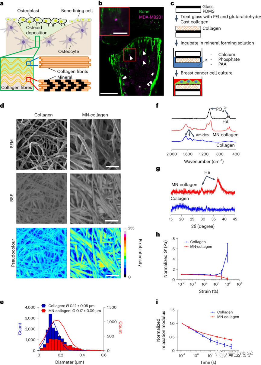 医用诱导骨基质是什么骨生物学进展：骨基质矿化抑制整合素介导的乳腺癌机械信号传导和转移进展_https://www.jmylbn.com_新闻资讯_第2张