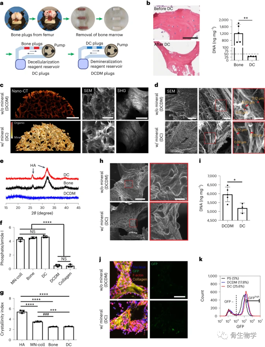 医用诱导骨基质是什么骨生物学进展：骨基质矿化抑制整合素介导的乳腺癌机械信号传导和转移进展_https://www.jmylbn.com_新闻资讯_第6张