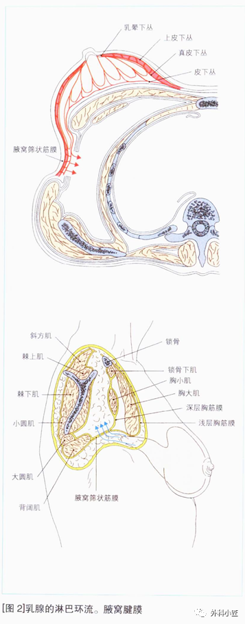 乳腺是什么系统吗乳腺的临床应用解剖（二）——淋巴系统-上海聚慕医疗器械有限公司