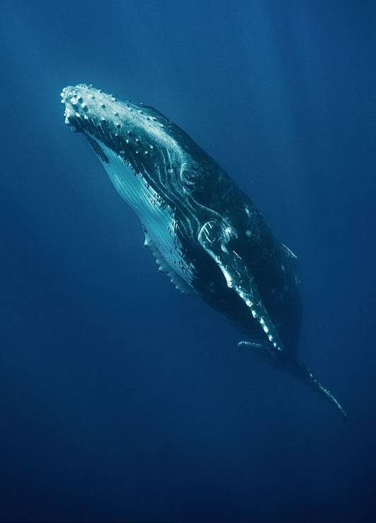 来自海洋深处的震撼摄影师拍海底大片