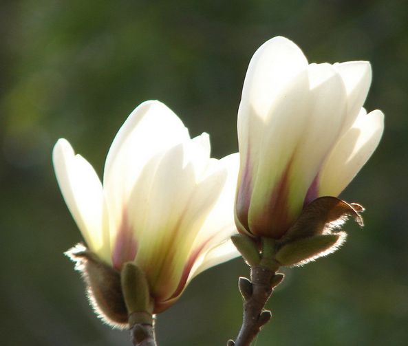 乐昌含笑是常绿还是落叶_含笑是落叶还是常绿_乐昌含笑是落叶还是常绿树