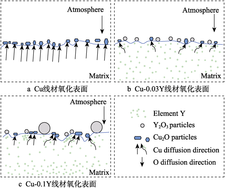 【腐蚀与防护】河南科技大学国秀花等：稀土Y对铜线材抗氧化行为的影响机理研究