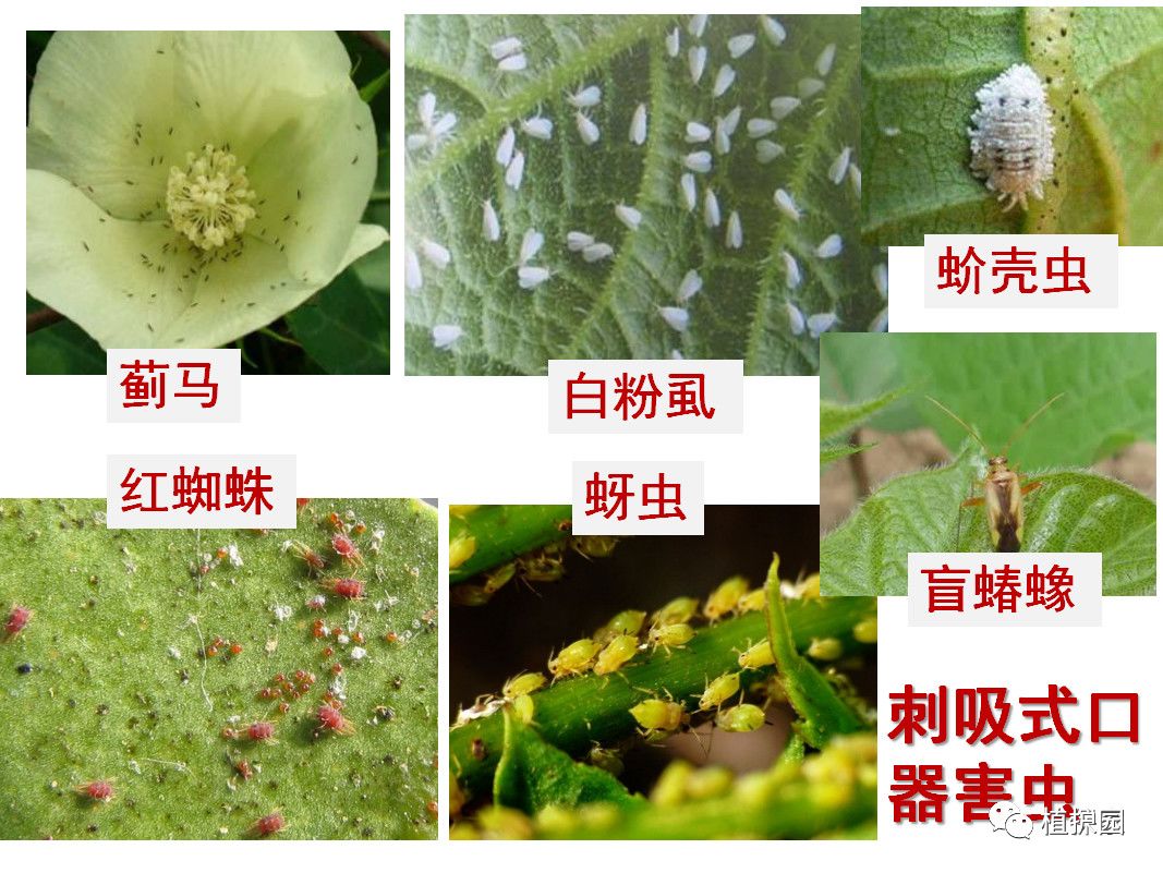 白粉虱 蓟马 蚜虫等刺吸式害虫为什么这么难打 看完你就知道了 植护园 微信公众号文章阅读 Wemp