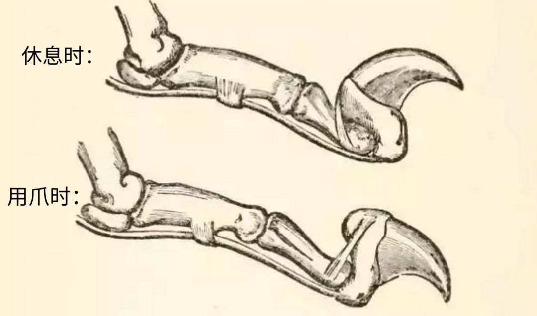 猫爪子结构图图片