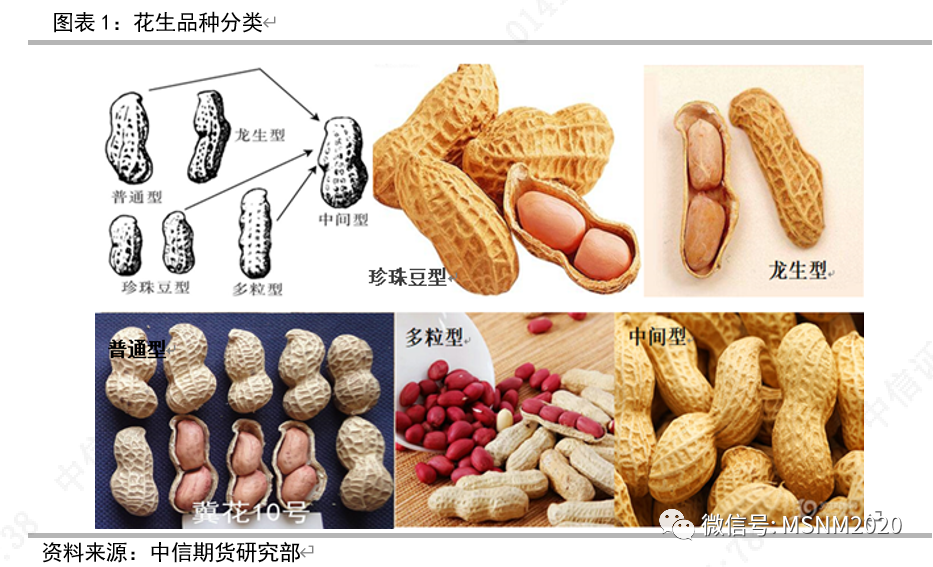 花生内部结构示意图图片