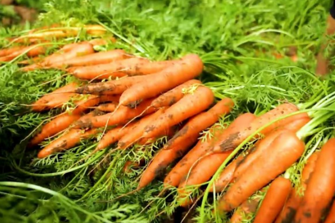 今年胡萝卜长势好,价格高,"我这个农场种了80亩胡萝卜,毛收入近70万元