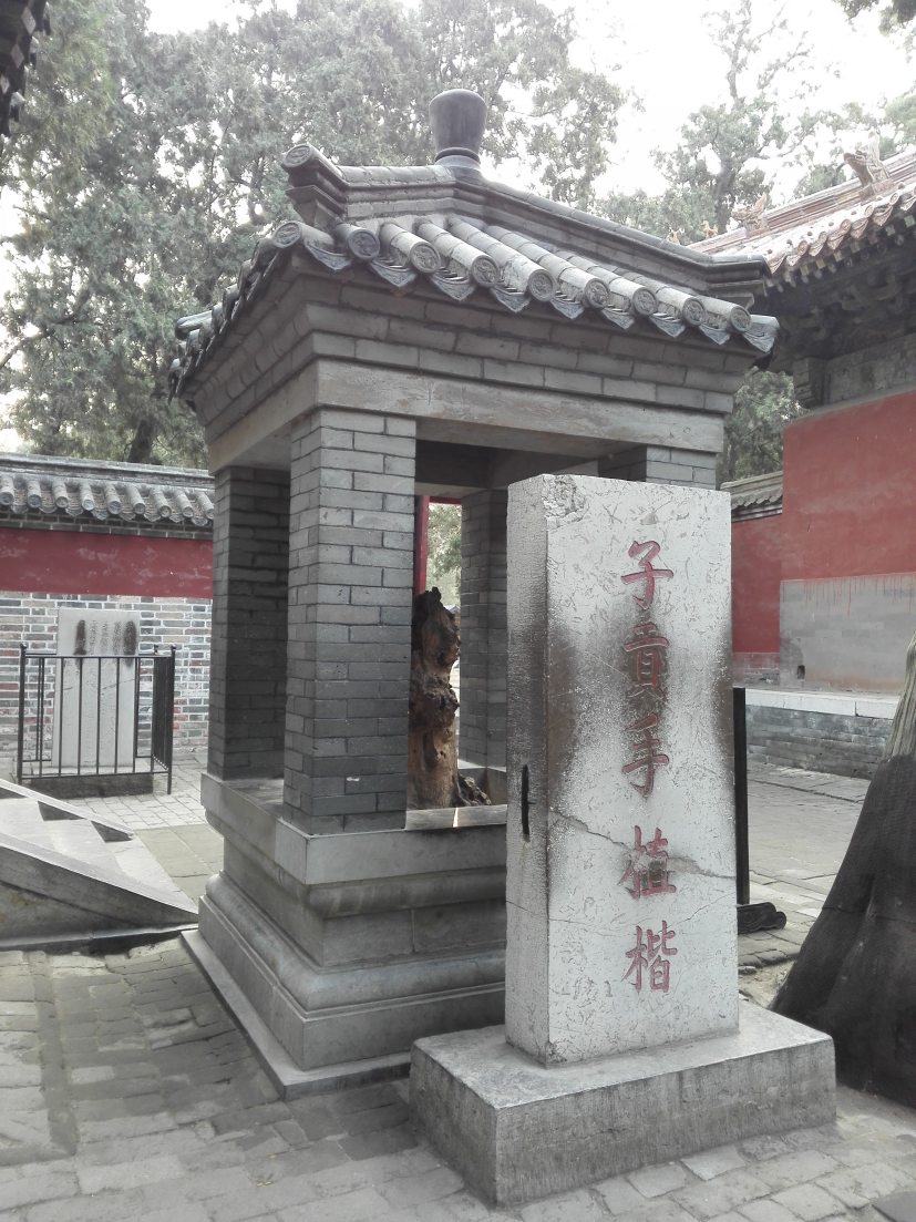 古树名木|孔林楷树：儒家文化里的诗意传承与价值绽放_济宁曲阜市文化馆_山东公共文化云