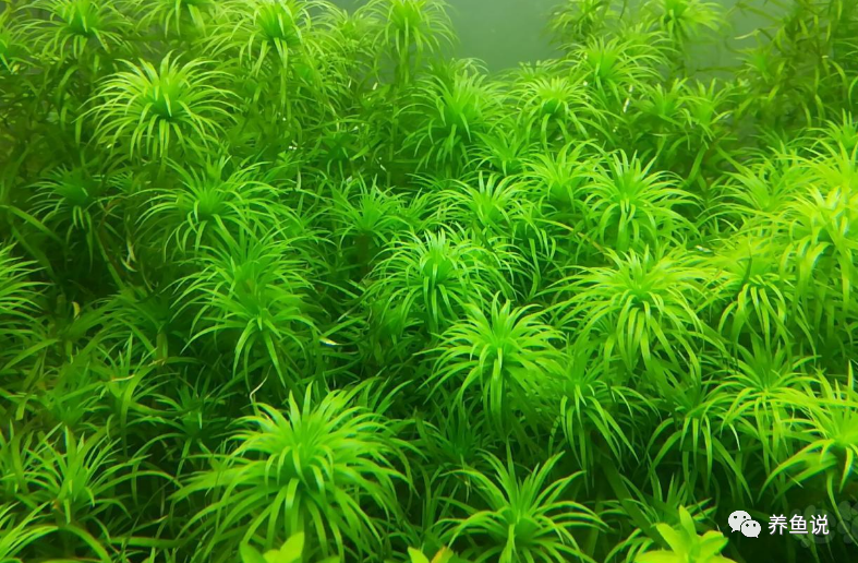 昨天分享新手好养的5种水草，今天再讲些养水草常见问题处理方法