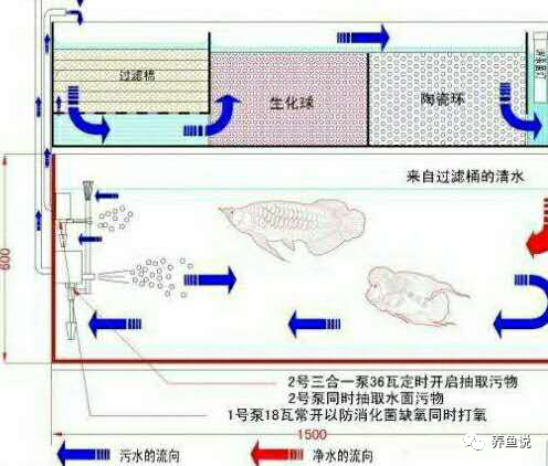 养鱼知识