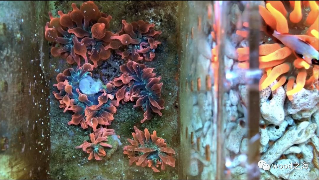 奶嘴海葵是珊瑚吗_红奶嘴海葵怎么快速分列_红奶嘴海葵
