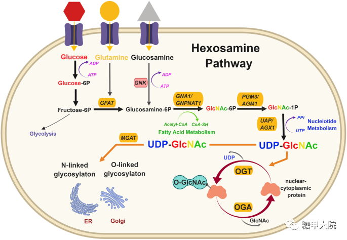 糖尿病大血管病變發病機制氨基己糖hexosamine途徑