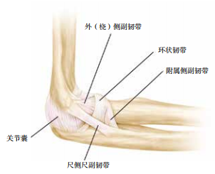 肘关节固定支具怎么用肘关节脱位切开复位内固定术后康复：AAOS骨科术后康复指南_https://www.jmylbn.com_新闻资讯_第3张