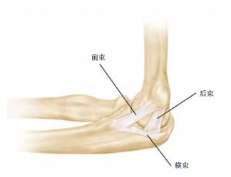 肘关节固定支具怎么用肘关节脱位切开复位内固定术后康复：AAOS骨科术后康复指南_https://www.jmylbn.com_新闻资讯_第4张