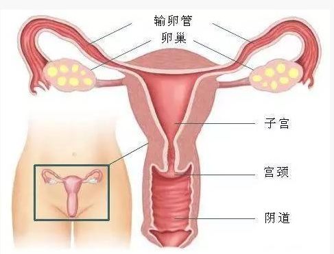 女人要想永远漂亮年轻 一定要用它 生命奇迹健康重生 微信公众号文章阅读 Wemp