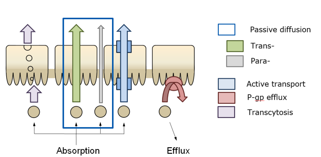 藥物的透膜轉運模式有五種:被動擴散,細胞旁路轉運,主動轉運,外排和內