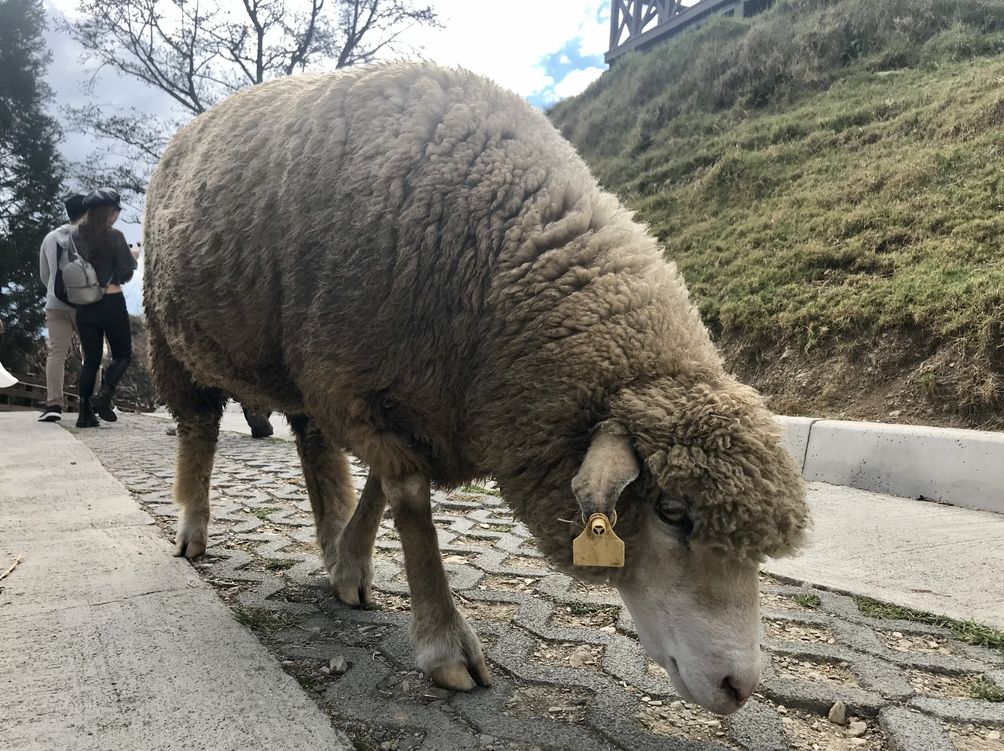 【台灣民宿推薦聯盟選文】力航年度旅遊丨寶島台灣，任我行 旅行 第30張