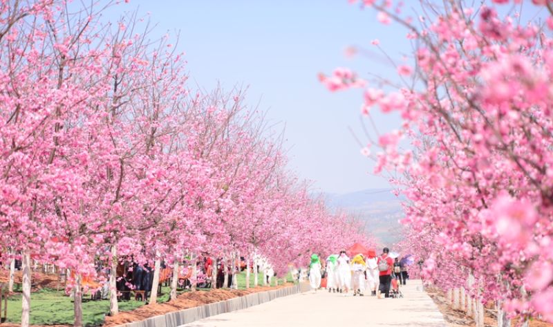 美爆了！3800亩樱花开了，宜良山后樱花谷等你来！