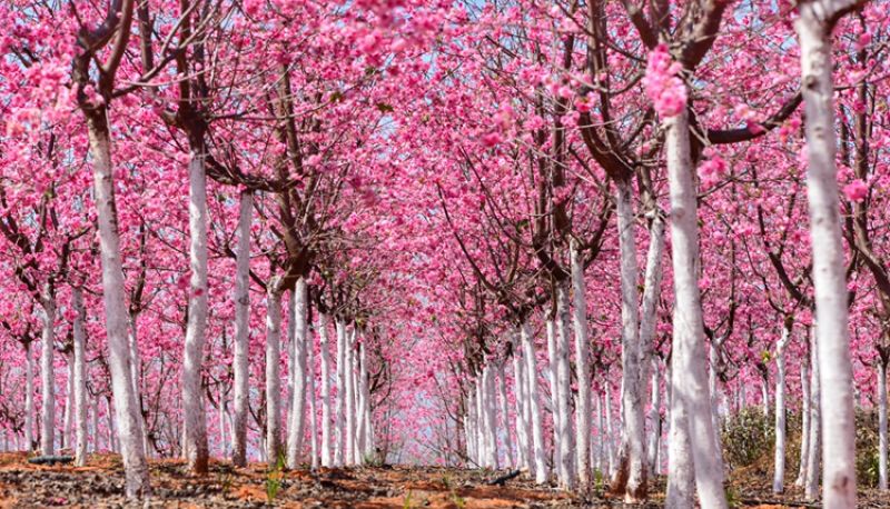 美爆了！3800亩樱花开了，宜良山后樱花谷等你来！