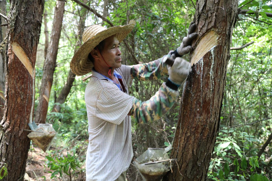 梁家养在树干划刀采松脂"每年采集松脂的时间是从5月开始到11月结束
