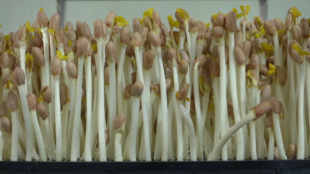 给力中洲镇水培蔬菜基地首批花生芽开售带动农民就业增收