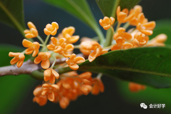 柠檬云财务软件怎么样 柠檬云财务软件-免费！