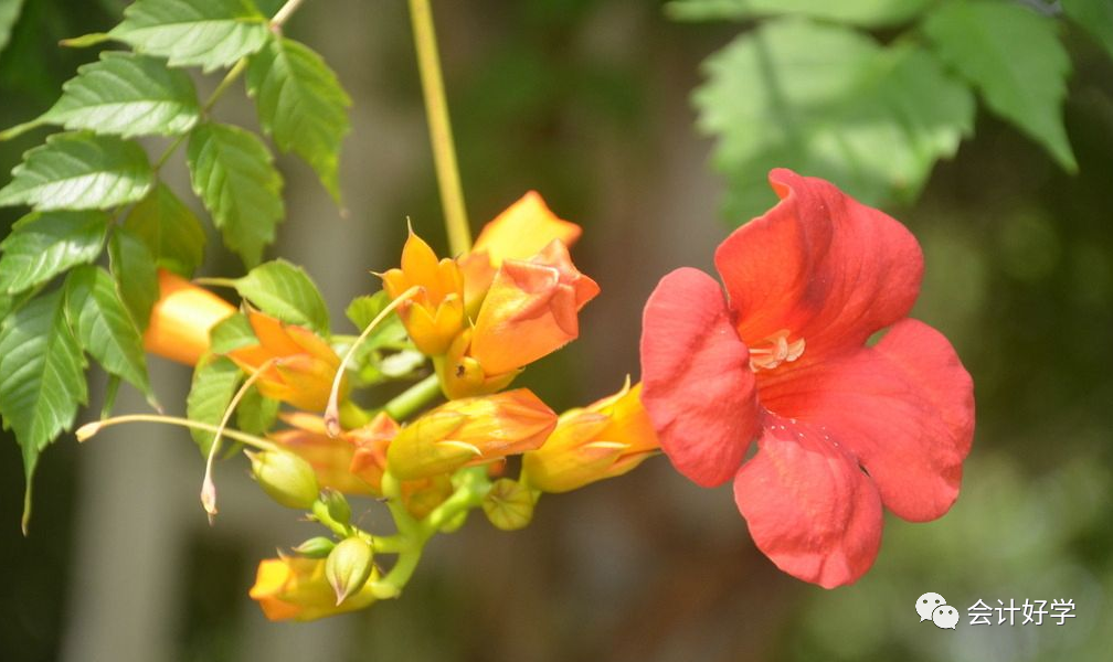 柠檬云财务软件怎么样_柠檬云财务软件使用流程_柠檬云财务软件教学视频