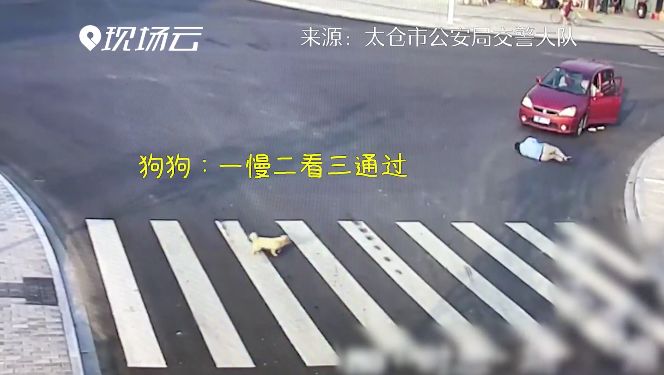 苏州一路口轿车撞翻未走斑马线行人 狗狗：看我的
