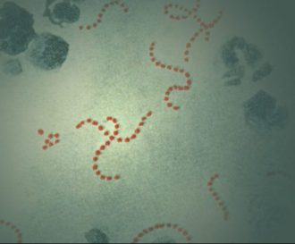 致命病菌登陆西澳，数小时可致人死亡，专家发出警告：感染病例每日都在增加（组图） - 4
